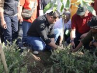 Munafri Hadiri Penanaman 1.000 Pohon Tabebuya, Ajak Warga Rawat Toleransi dan Lingkungan